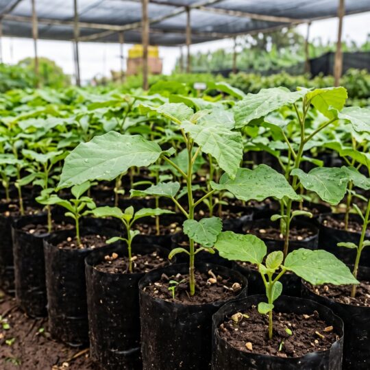 Cordia africana (Musizi)