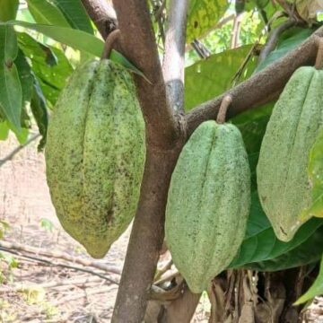 Cocoa Agroforestry Pilot for Kikuube Farmers Cocoa Agroforestry Pilot for Kikuube Farmers