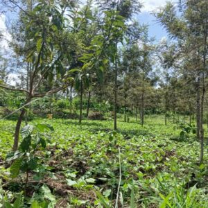 Why Timing Is Everything in Agroforestry Why Timing Is Everything in Agroforestry