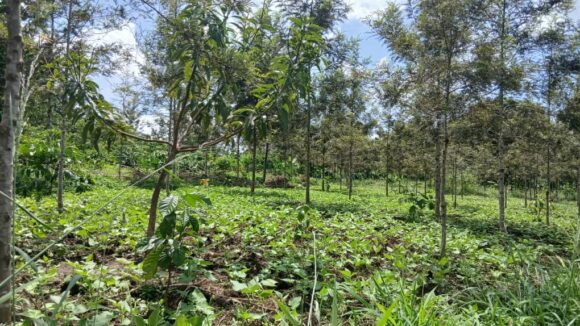 Why Timing Is Everything in Agroforestry