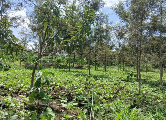 Why Timing Is Everything in Agroforestry Why Timing Is Everything in Agroforestry