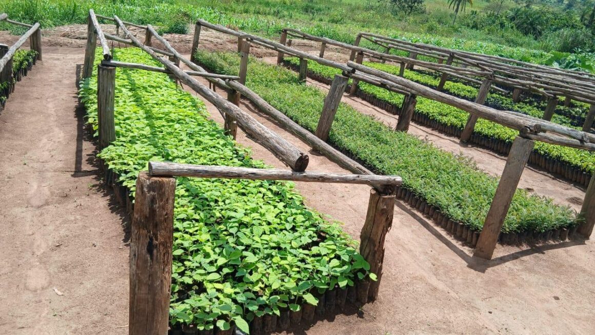 Community Tree Nursery – Mparo Community Tree Nursery – Mparo