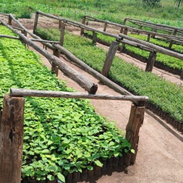Community Tree Nursery – Mparo Community Tree Nursery – Mparo