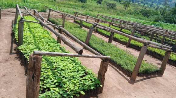 Why Seedling Quality Determines the Success of Landscape Restoration