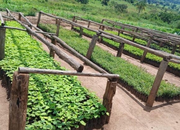 Why Seedling Quality Determines the Success of Landscape Restoration Why Seedling Quality Determines the Success of Landscape Restoration